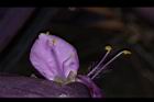 紫錦草-花蕊00.JPG