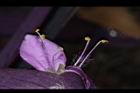 紫錦草-花蕊02.JPG