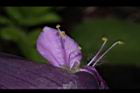 紫錦草-花蕊04.JPG