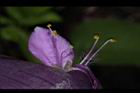 紫錦草-花蕊05.JPG
