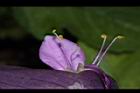 紫錦草-花蕊06.JPG