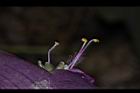 紫錦草-花蕊07.JPG