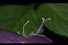 紫錦草-花蕊09.JPG
