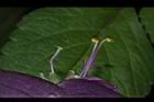 紫錦草-花蕊10.JPG