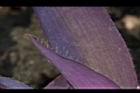 紫錦草-葉緣00.JPG