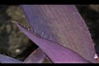 紫錦草-葉緣01.JPG