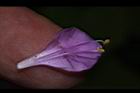 紫錦草-雄蕊00.JPG