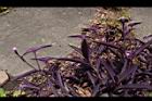 紫錦草04.JPG