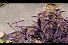 紫錦草05.JPG
