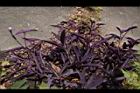 紫錦草08.JPG