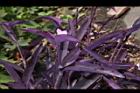 紫錦草13.JPG