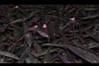 紫錦草33.JPG