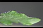 紫鳳凰-茸毛0.jpg