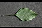 紫鳳凰-茸毛3.jpg