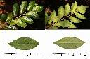 紫黃-葉2.jpg