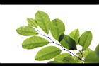紫黃-葉00.JPG