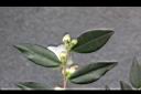 細尖連蕊茶-花苞06.JPG