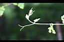 細本葡萄-卷鬚2.jpg