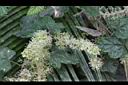 細本葡萄-花07.jpg
