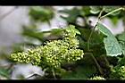 細本葡萄-花00.jpg