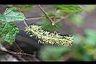 細本葡萄-花04.jpg
