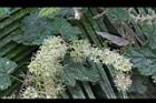 細本葡萄-花05.jpg