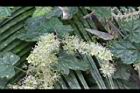 細本葡萄-花06.jpg