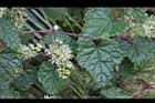細本葡萄-花08.jpg