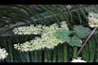 細本葡萄-花10.jpg