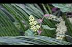 細本葡萄-花苞0.jpg