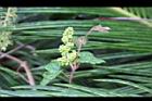 細本葡萄-花苞2.jpg
