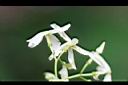 細梗絡石-花序5.jpg