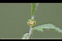 細纍子草-實1.jpg