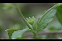 細纍子草-實2.jpg