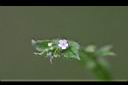 細纍子草-花0.jpg