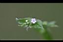 細纍子草-花1.jpg