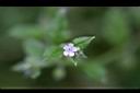 細纍子草-花3.jpg