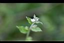 細纍子草-花5.jpg