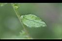 細纍子草-葉正.jpg