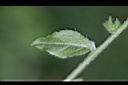 細纍子草-葉背1.jpg