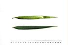 細葉天仙果-葉07.JPG