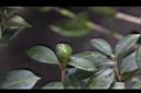 細葉山茶-幼實07.JPG