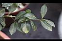 細葉山茶-葉00.JPG
