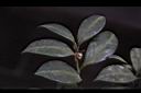 細葉山茶-葉03.JPG