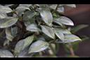 細葉山茶-葉06.JPG