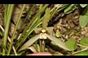 細葉春蘭-花07.JPG