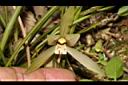 細葉春蘭-花09.JPG