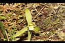 細葉春蘭-花11.JPG