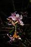 細葉杜鵑-花01.JPG