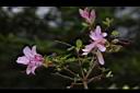 細葉杜鵑-花04.JPG